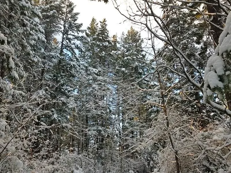 FOREST WINTER elizabeth sterrett.jpeg