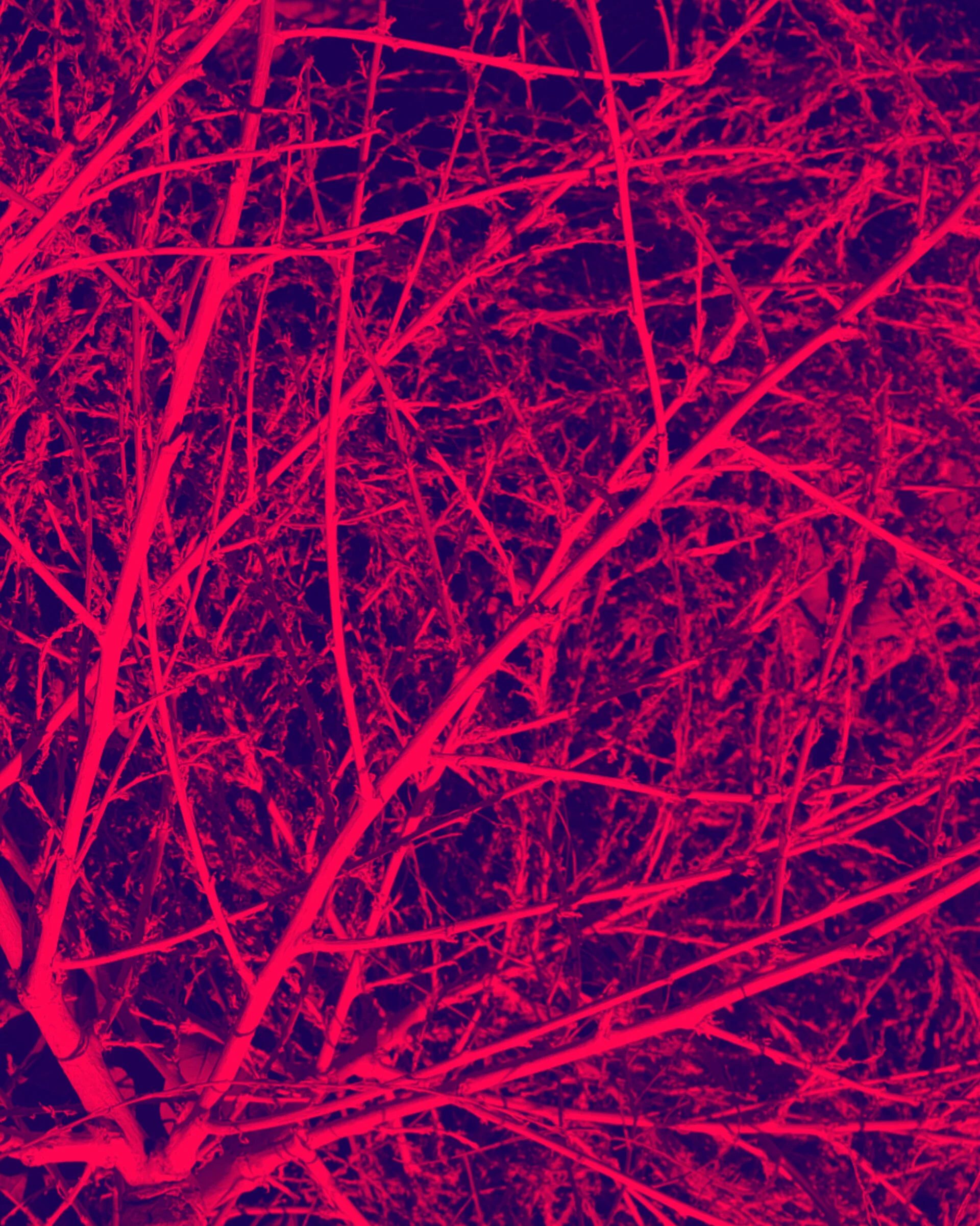 "The Prompt" by Shareen K. Murayama