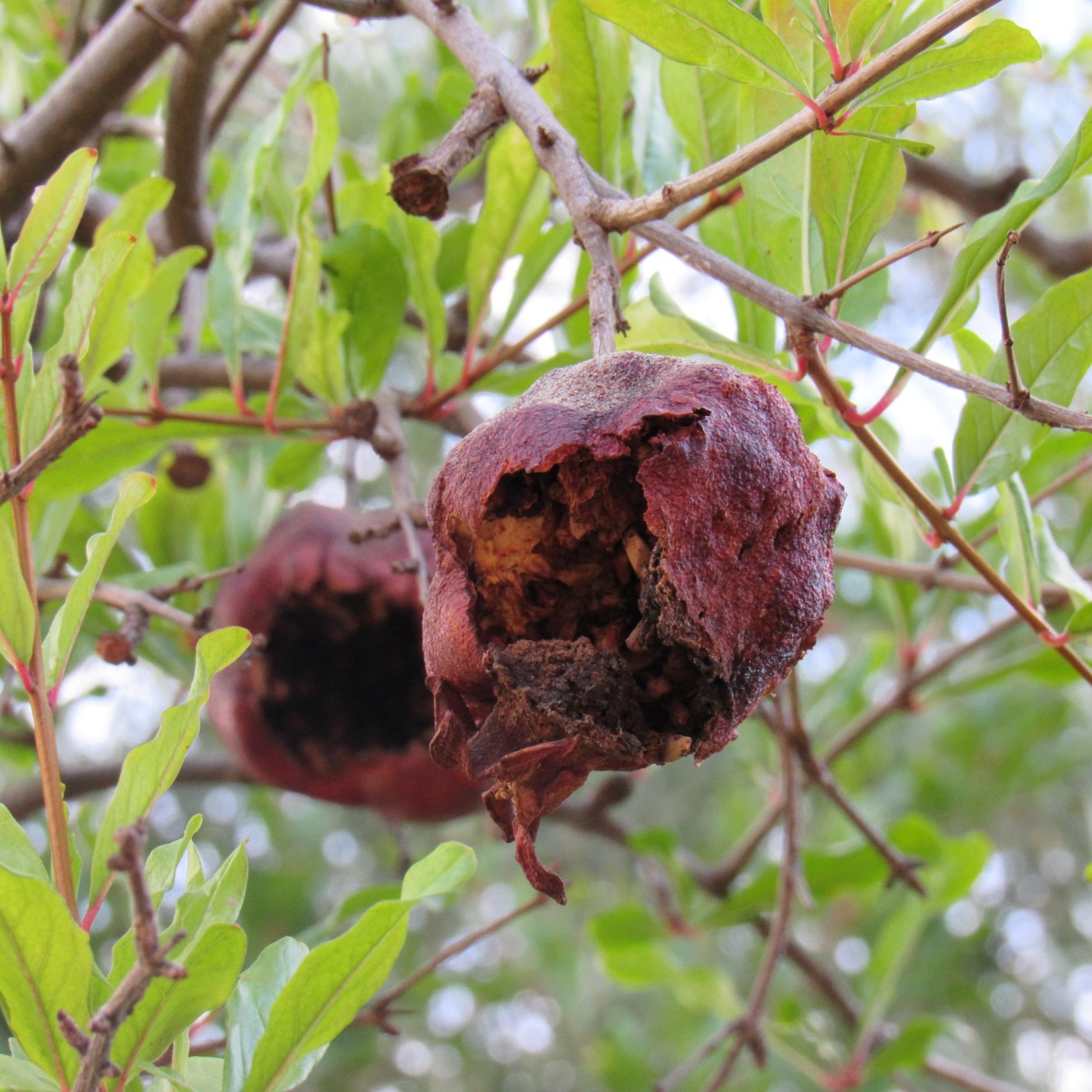 "Happy Idiot (I’m a Eurydice)" by SK Grout