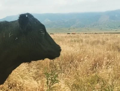 ISSUE ONE: "Snow White’s in Texas" by Sarah Blake