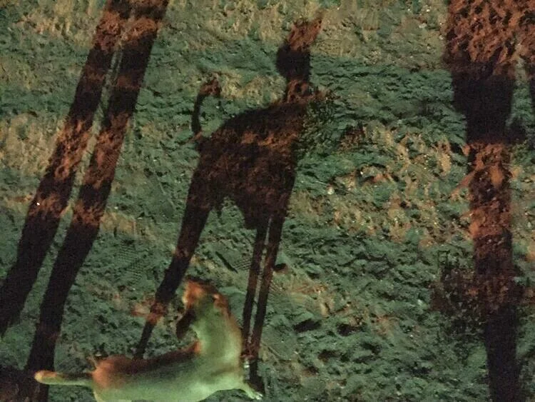 ISSUE SIX: "Aubade for Gratitude" by F. Douglas Brown