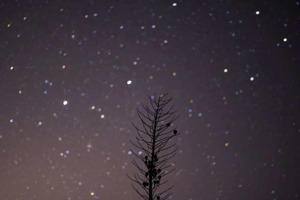 ISSUE FIVE: “Talking With My Students About Language” by Teresa Mei Chuc