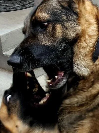 ISSUE FOUR: “[Life Is Running Its Course.]” by Margarita Serafimova