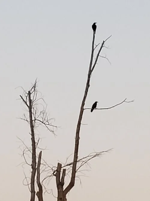 ISSUE FOUR: “Nevermore” by Katie Manning