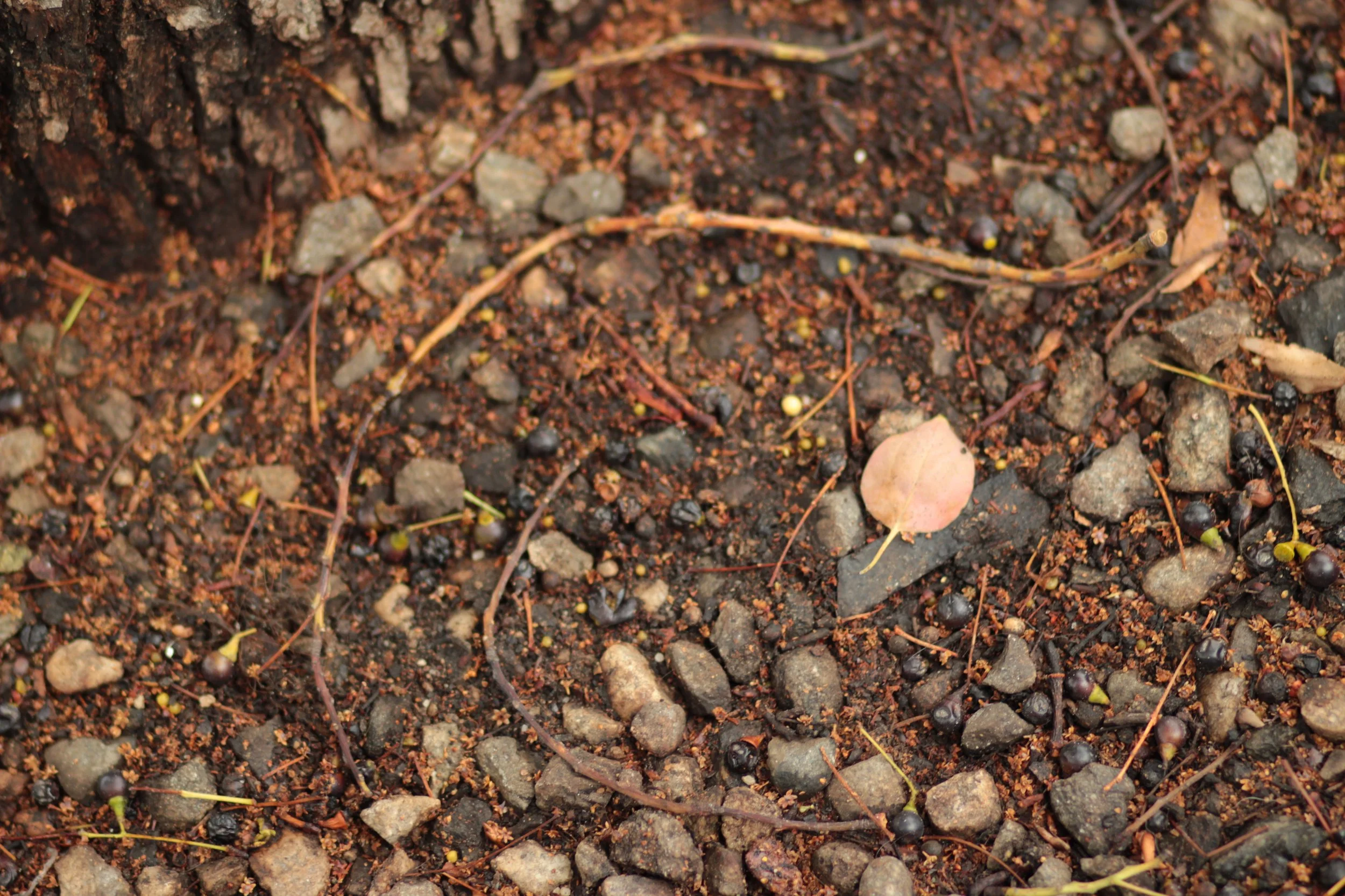 "Nameless Stone" by Savannah Cooper