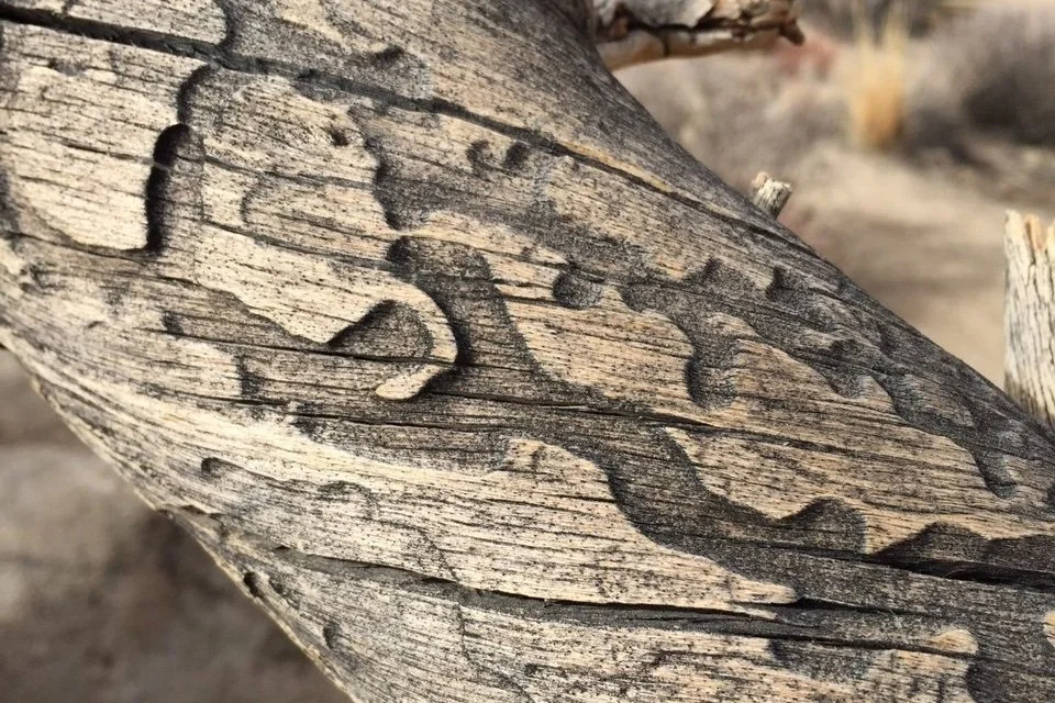 "Last Years of a Carousel Horse" by John Grey