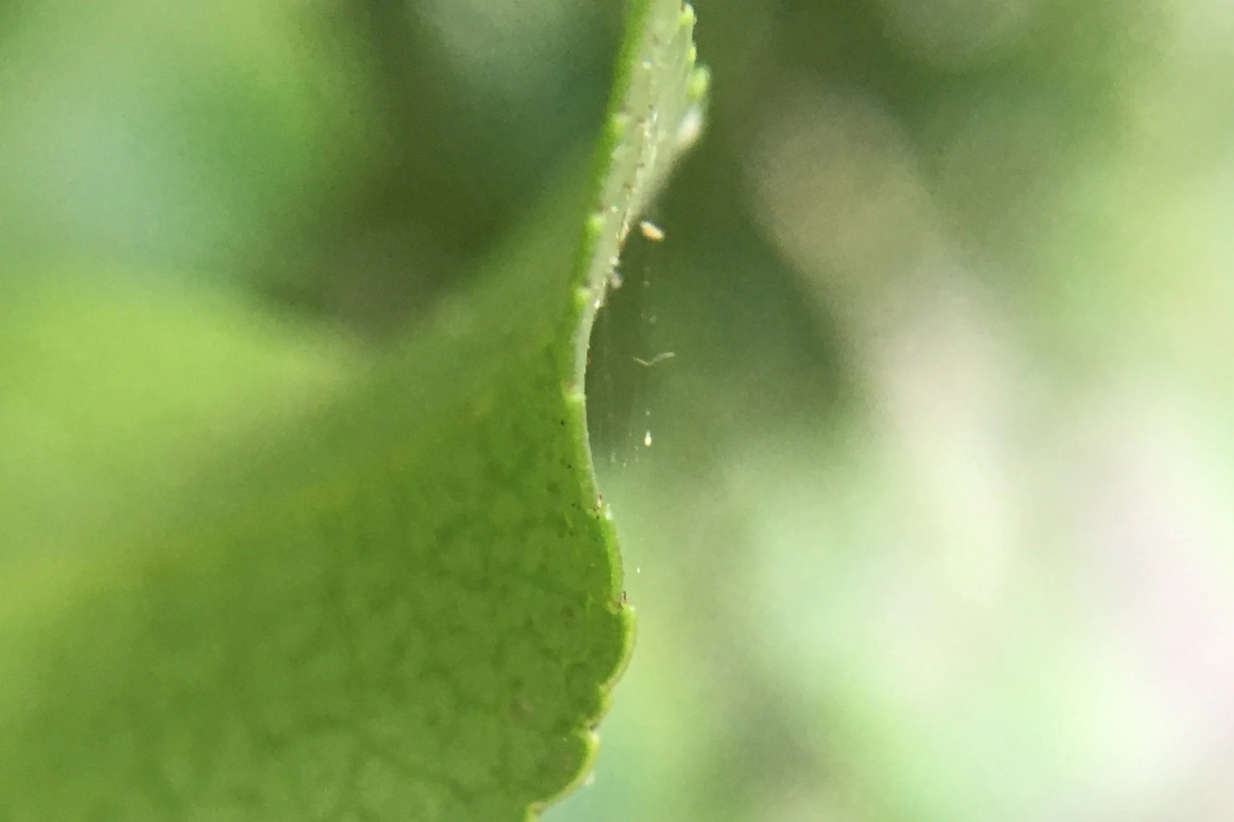 "Renascence" by John Muro