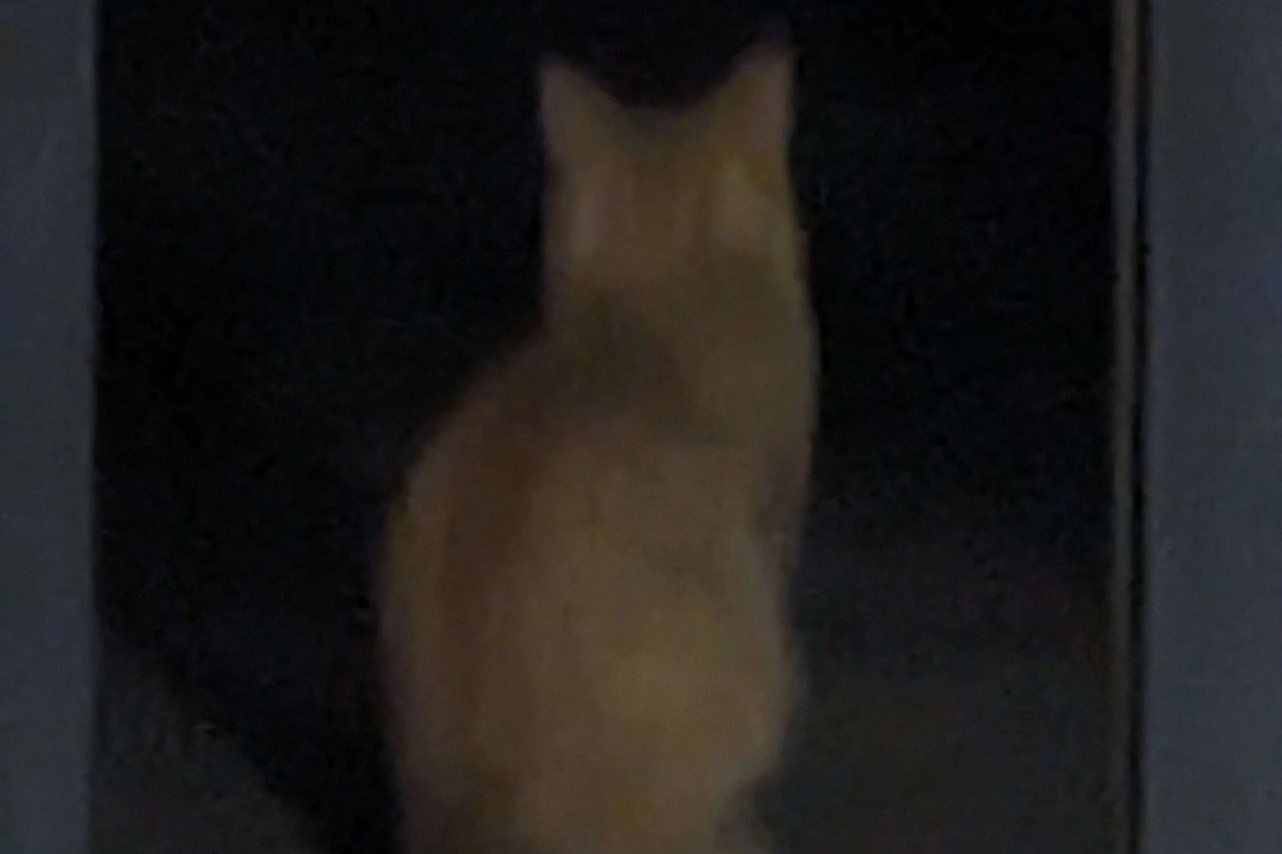 "A Kapparah" by Dana Robbins