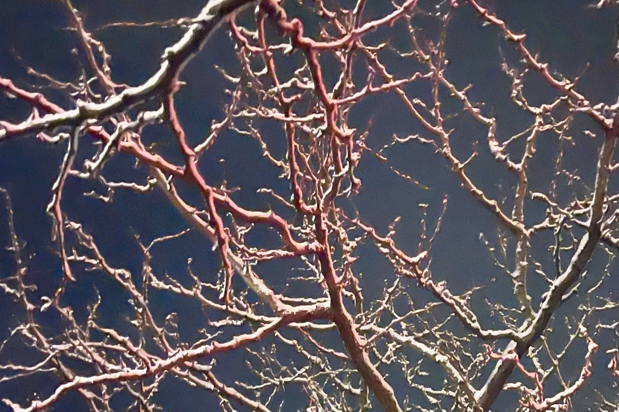 "Boy Crazy" by Elodie A. Roy