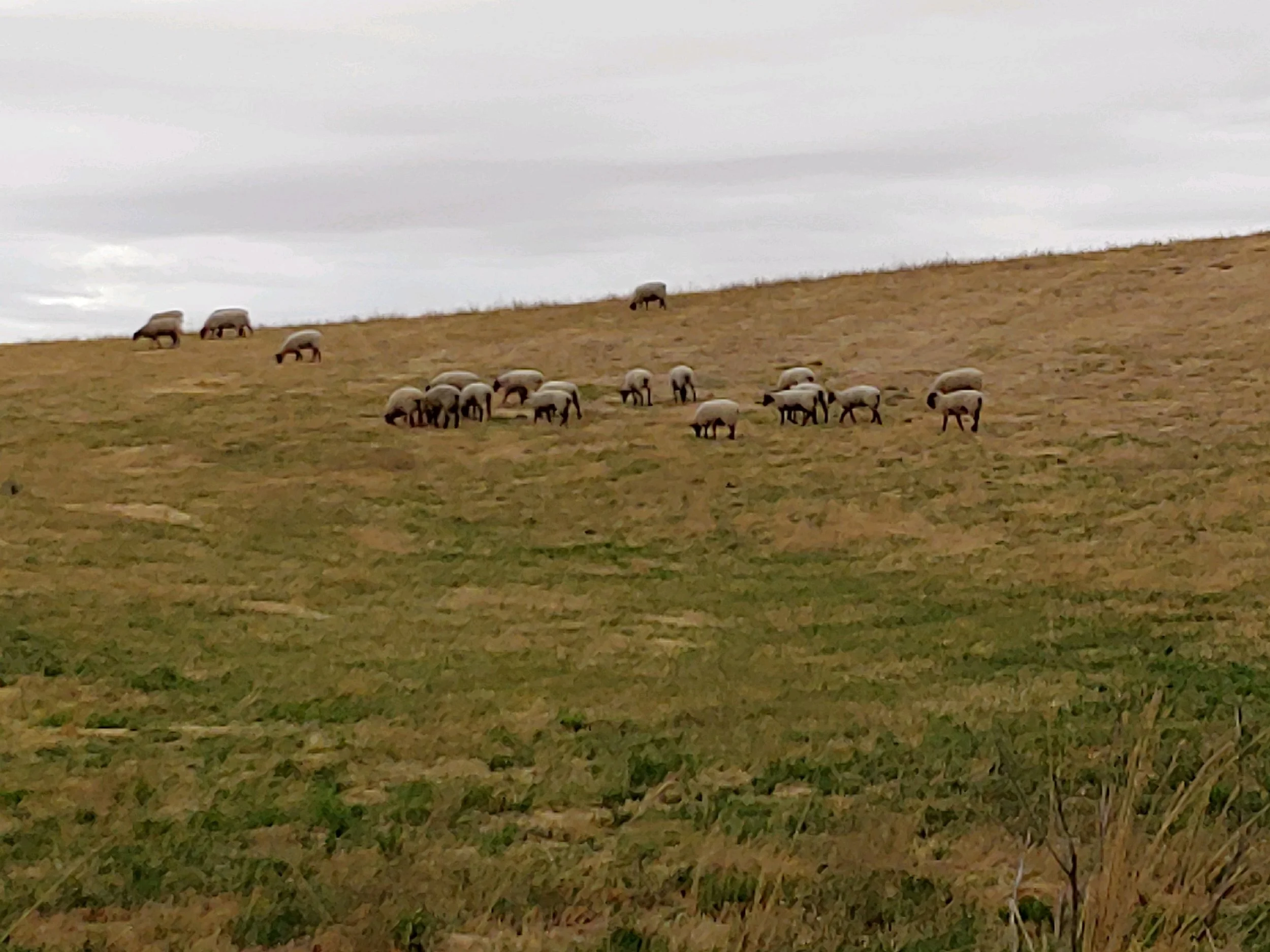“The Greatest Show On Earth” by Celia Meade