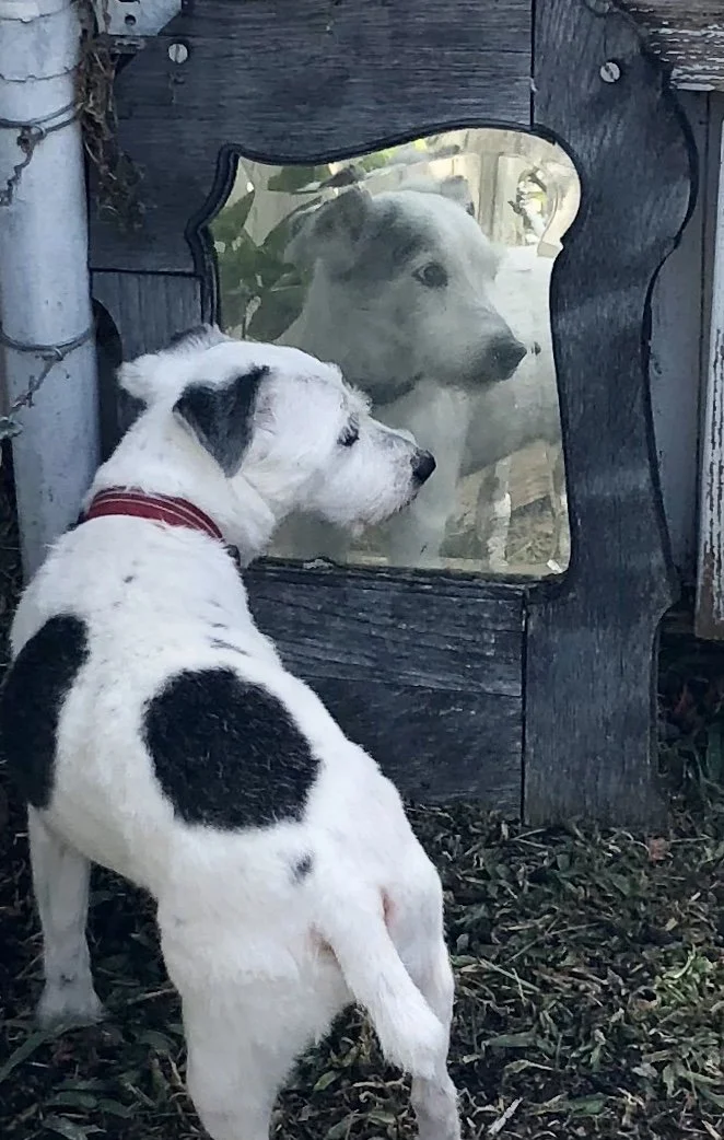 “My Dog's Brain Is Bigger than Mine” by Lexi Shapiro