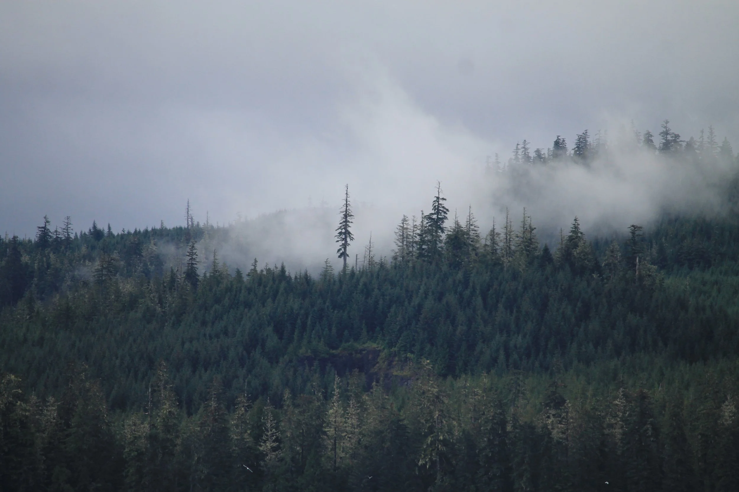 "Photograph" by Sheila Wellehan