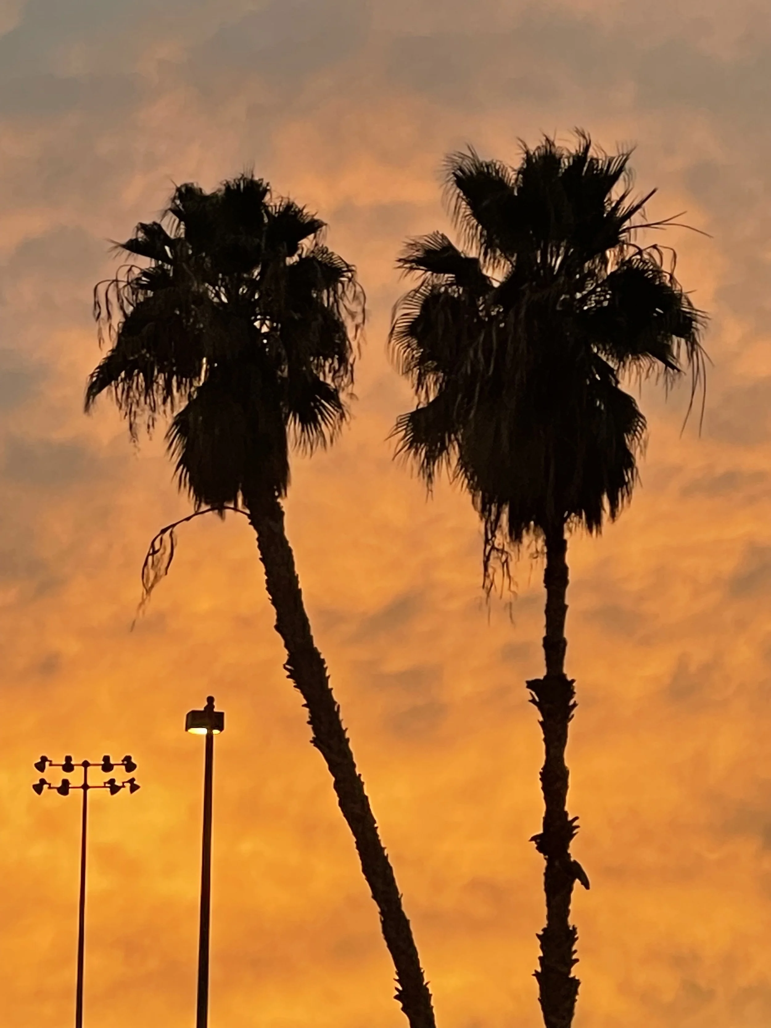 "Wildfire Cousins" by Samantha Gardner