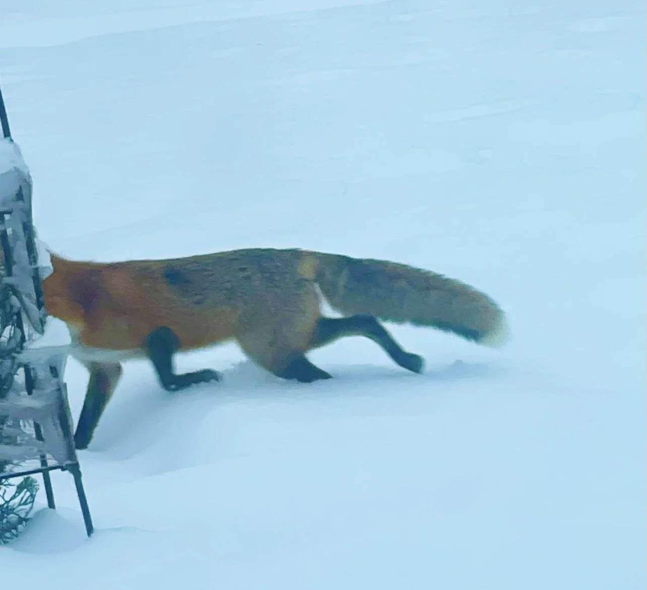 "When the Foxes Say Grace" by Emma Paris