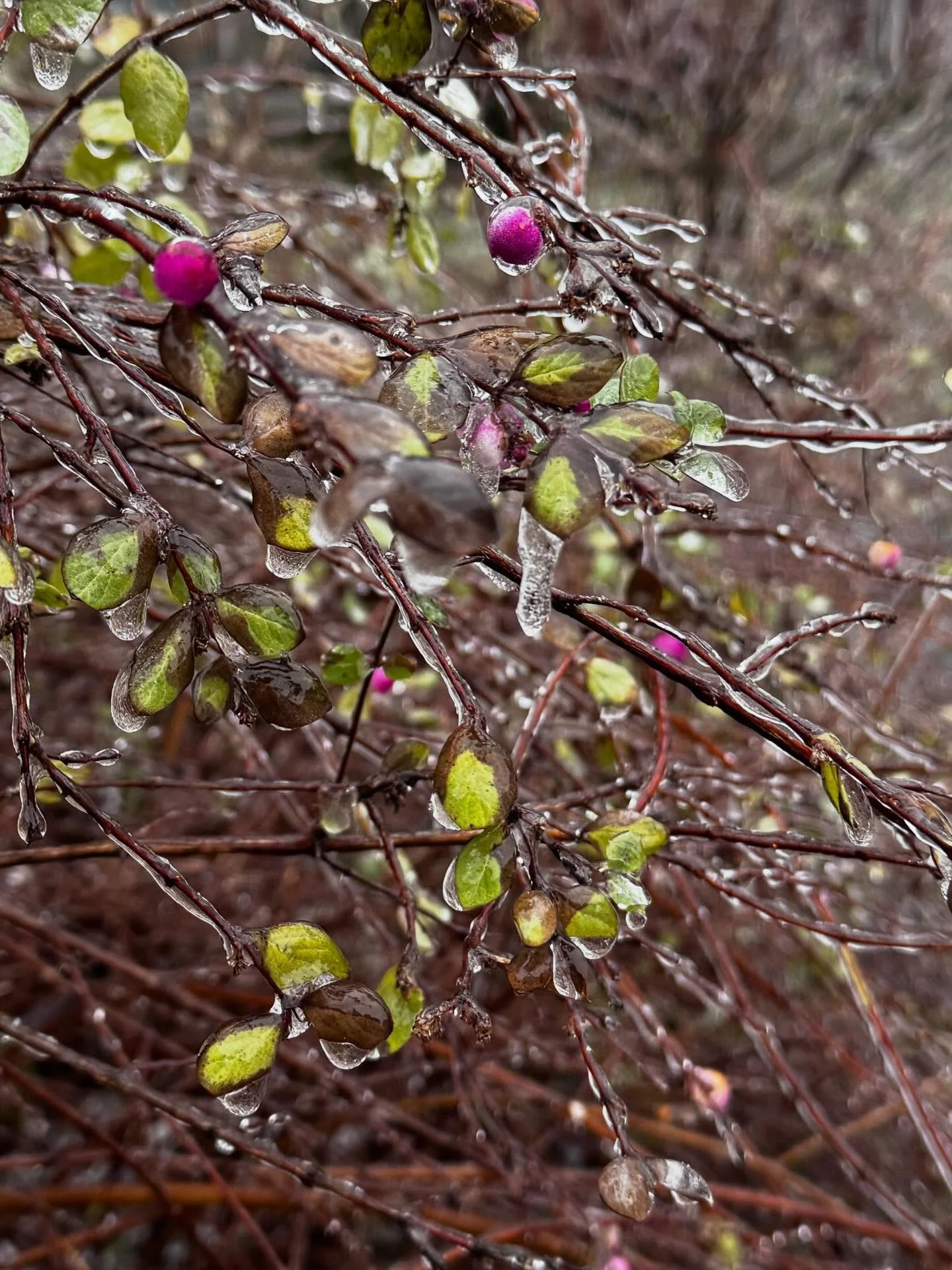 It&rsquo;s freezing in Berlin ❄️

So I&rsquo;m hosting a cozy live Zoom Chord Melody workshop
on Feb 3, 7:00 PM CET 🎸

Help me choose the jazz standard 👀

Which tune should I harmonize ?