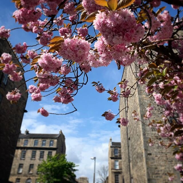 Got outside today, no lessons, no work, no chaos. I didn&rsquo;t even use a map. I was out for only an hour, but it was so needed. Couldn&rsquo;t resist taking a pic along the way. 🌸

#edinburgh #edinburghlife #scotland #culture #exercise #5km #stay