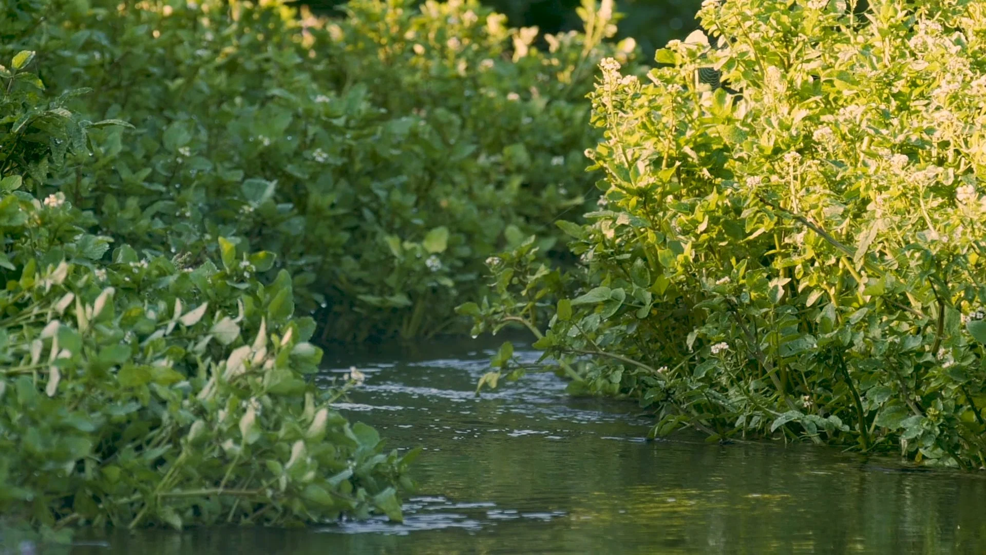 ChalkStream_3_Stills_07.jpg