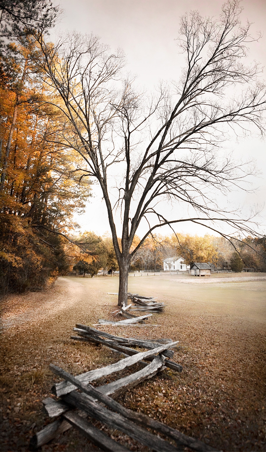 trees_test_portraitv2.jpg