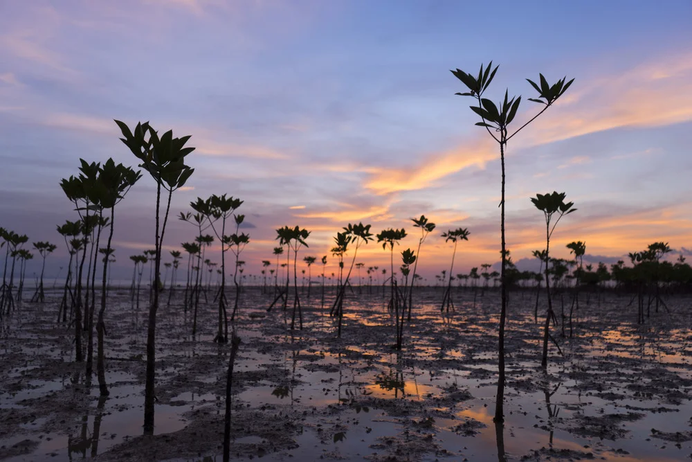 Young mangroves on the beach in Thailand are the background for The Lovers card
