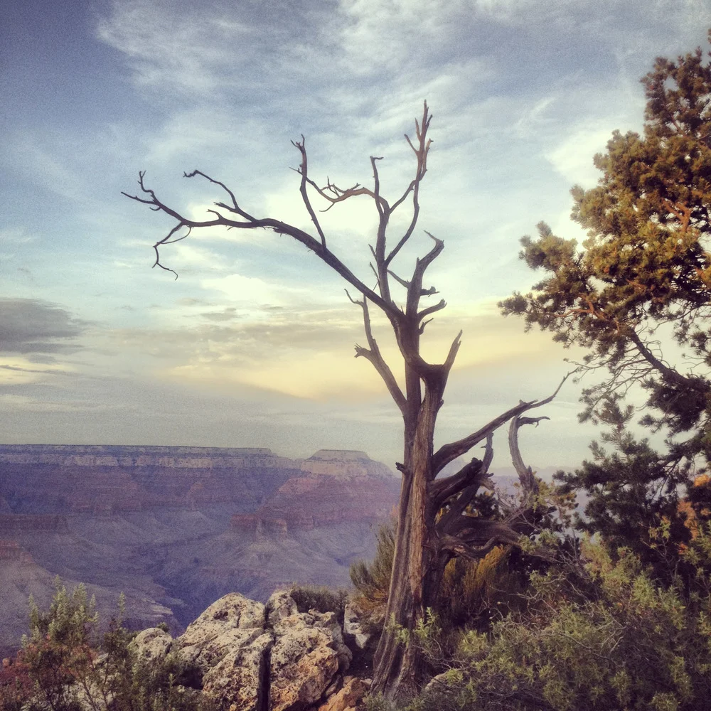 A lone tree in the Grand Canyon was where we suspended The Hanged Man