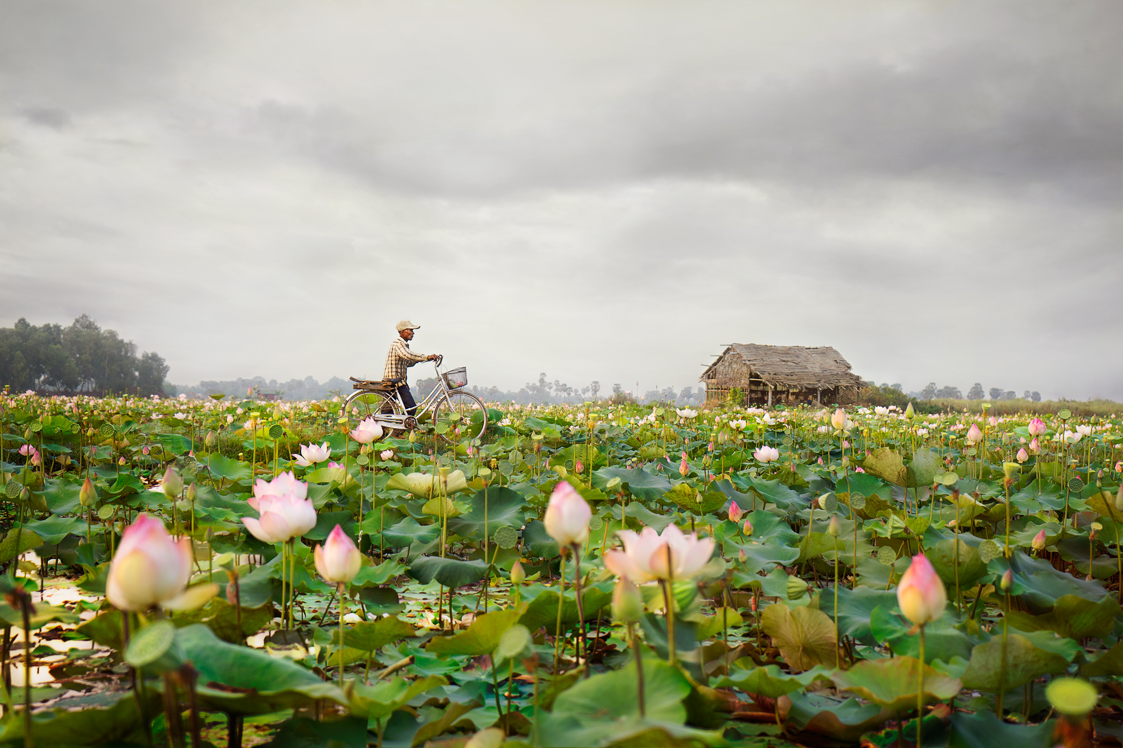 Sense of Place Category : Lotus Farm in Cambodia