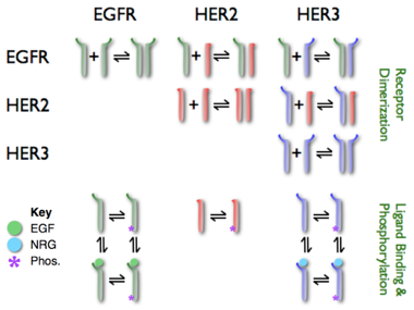erbB-kappa-model-schema.png