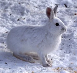 snowshoe_hare.jpeg