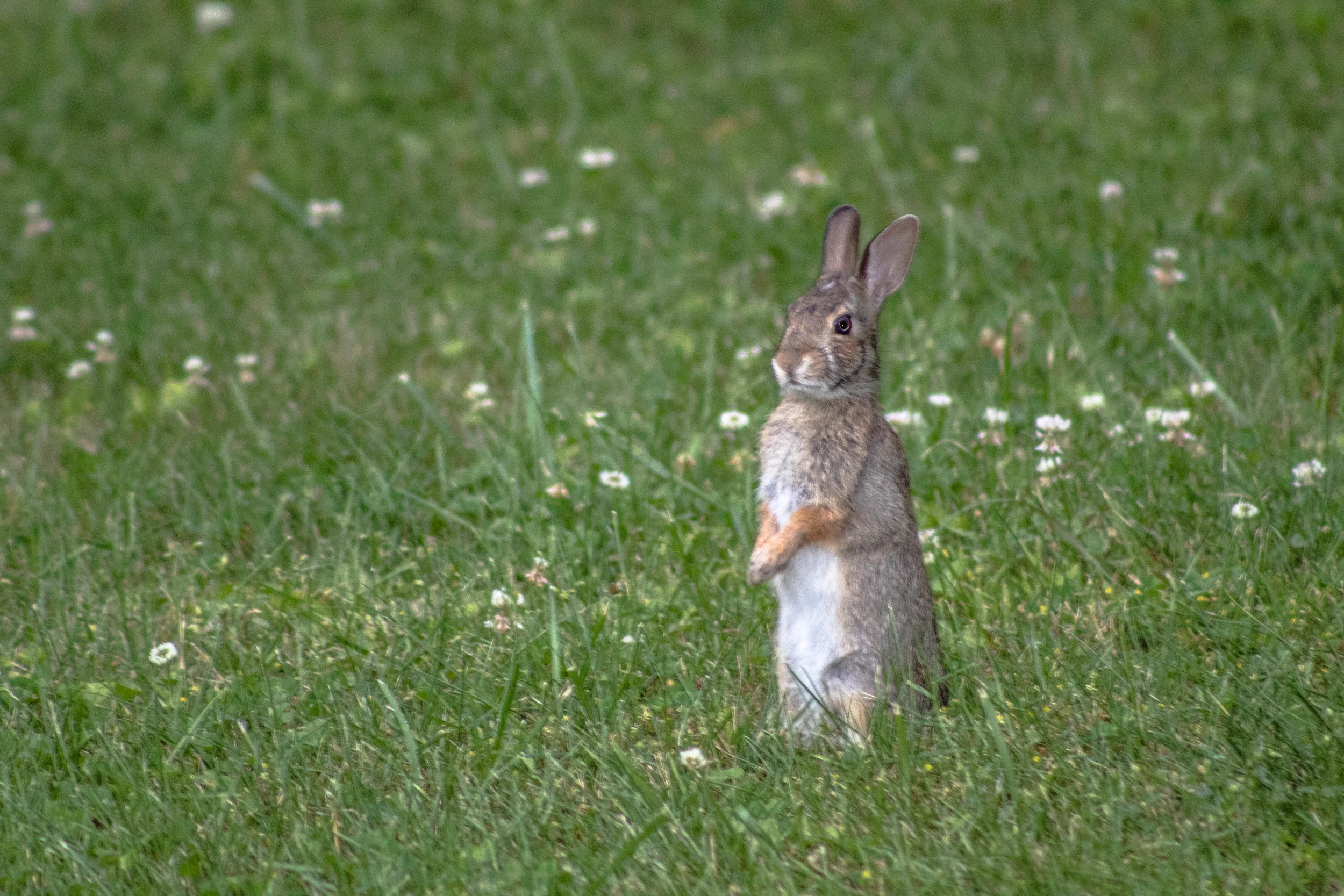 Rabbit-049.jpg