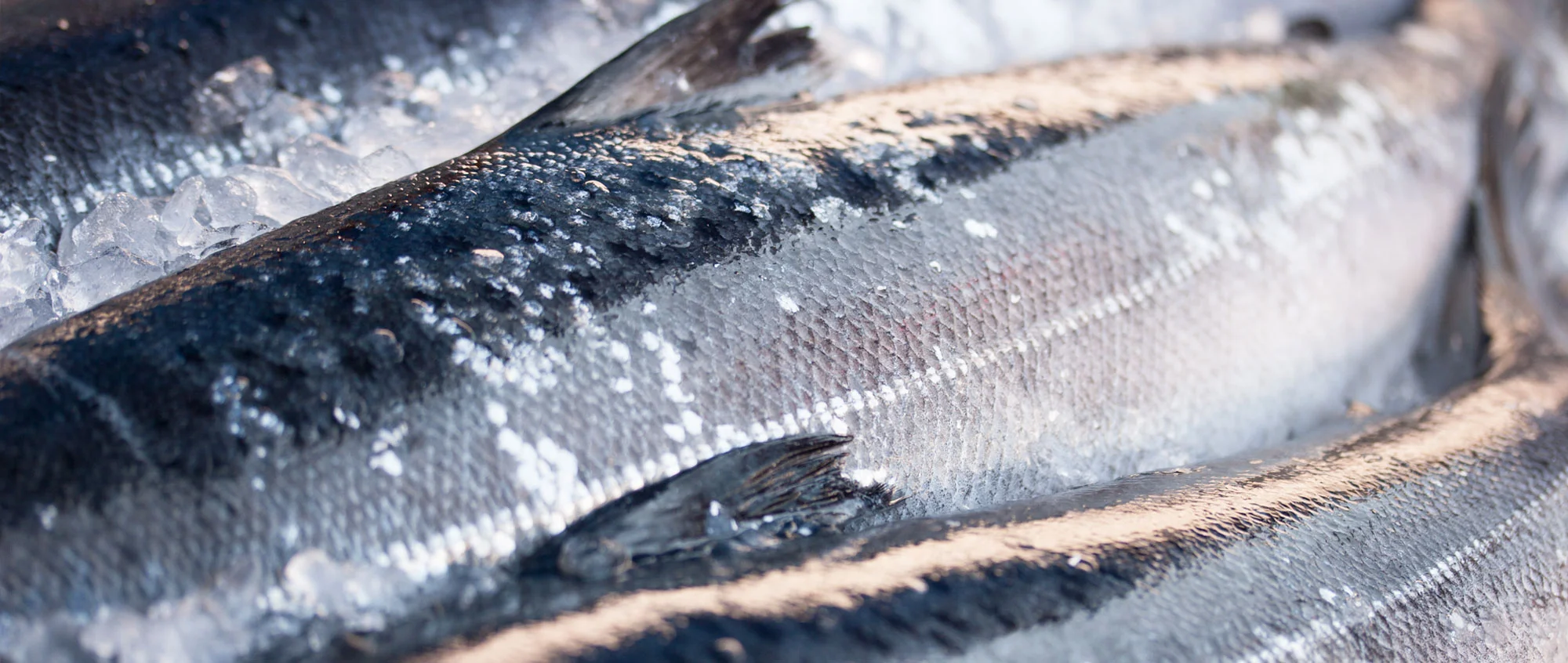 Wild. Sustainable. Direct.