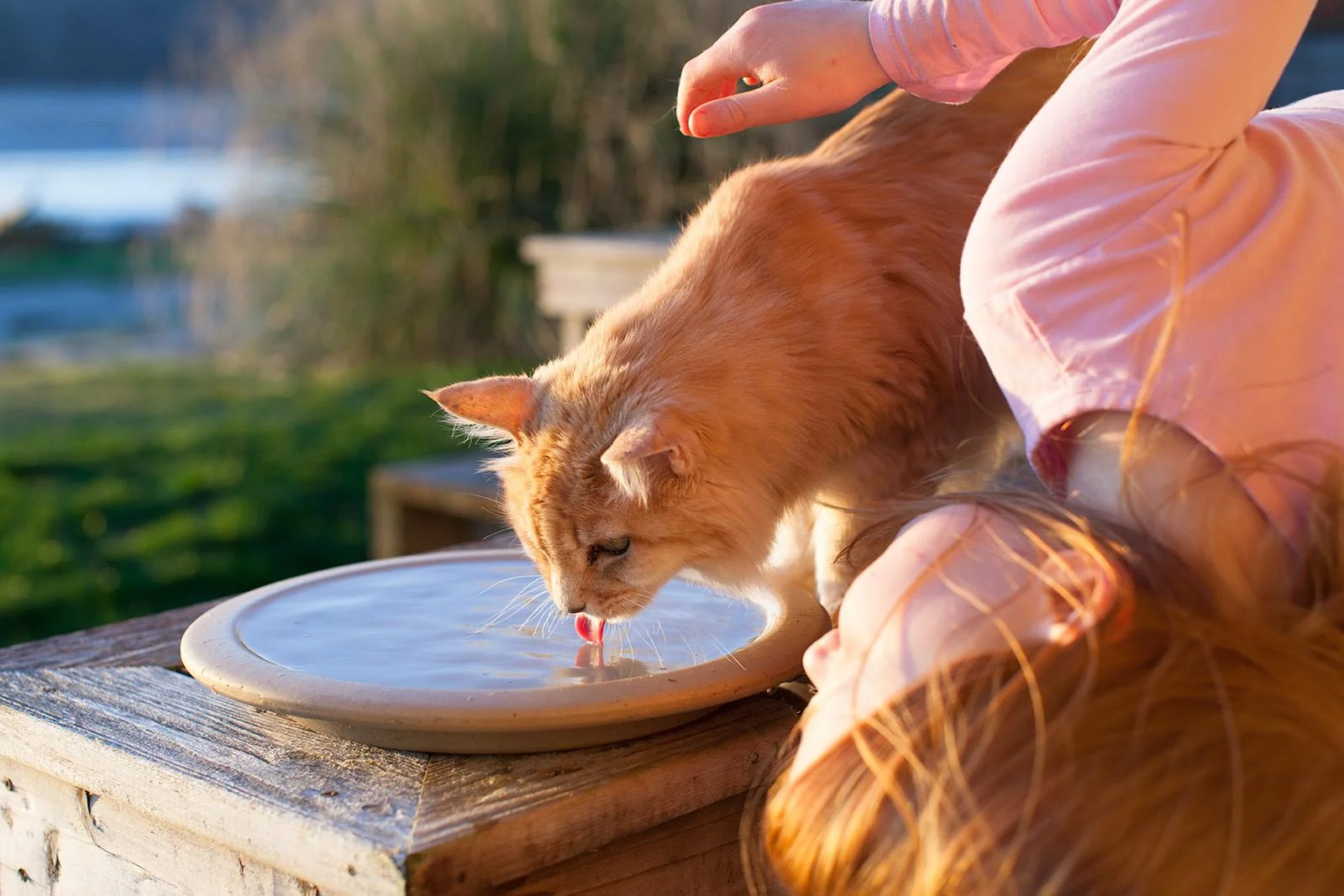 Gingers