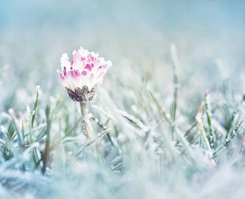 flower.jpg