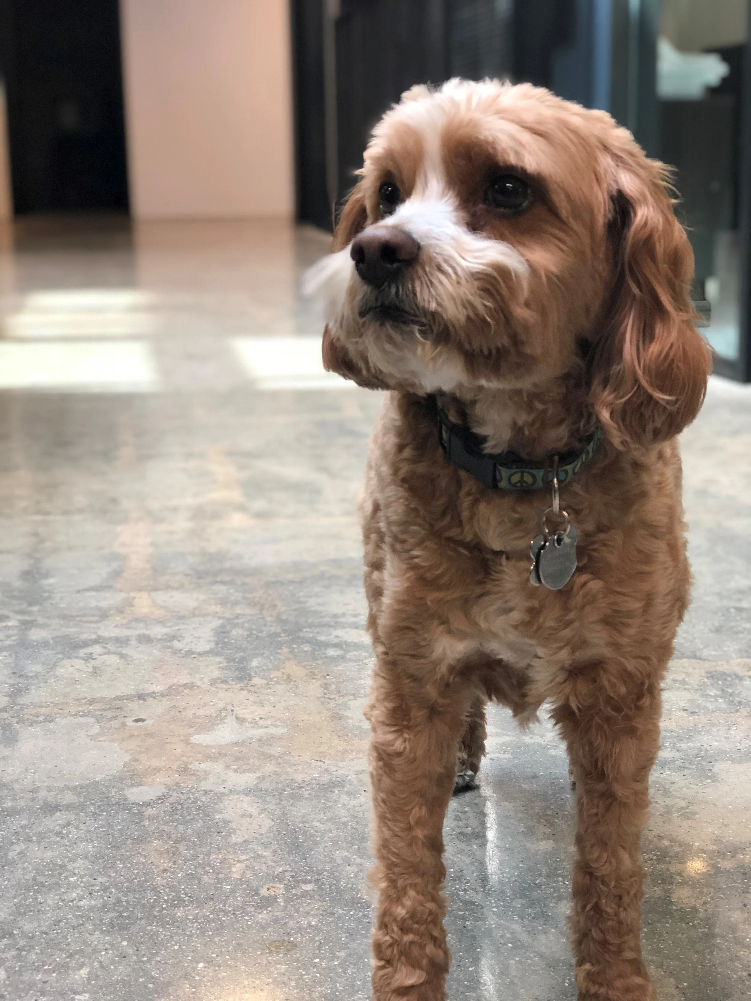 Cody, Paid (in treats) Intern