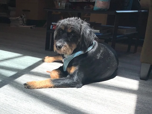 Lucy, Security Expert