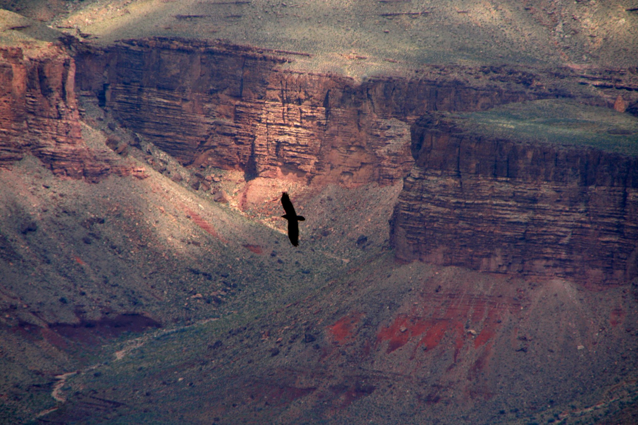 Eagle Grand Canyon.jpg