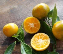 L_calamondinlime.jpg