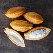 E_cacaoyellow.jpg