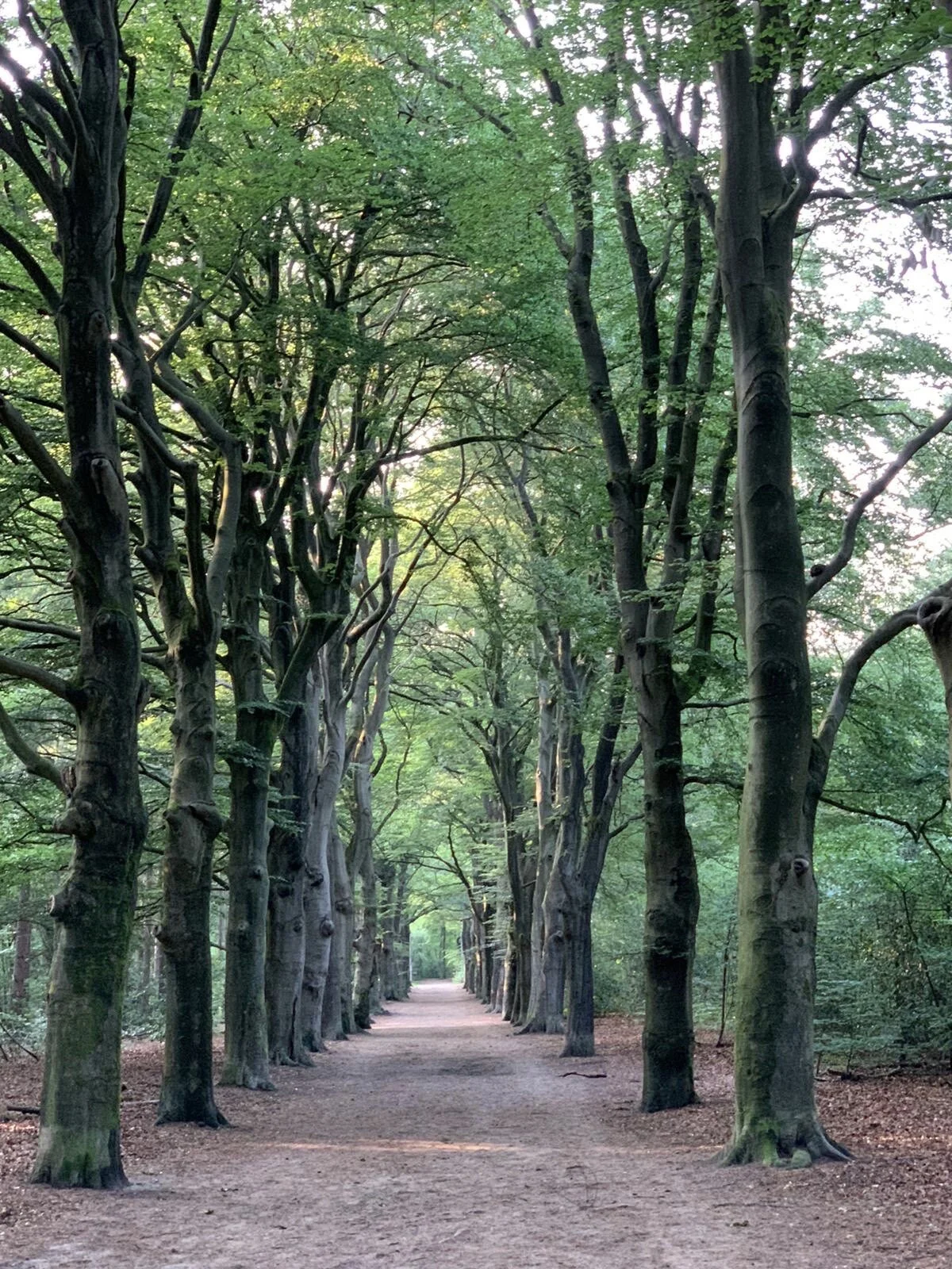 Dutch Walk & Talk Sessions