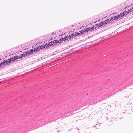Normal Rabbit Eye Section