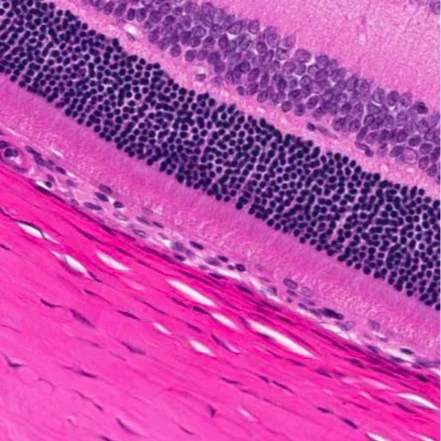 Normal Rodent Eye Section