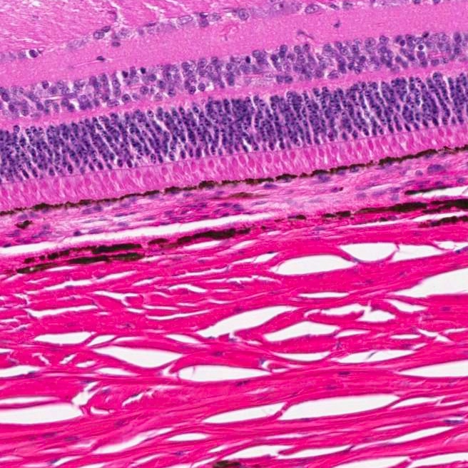Normal Minipig Eye Section