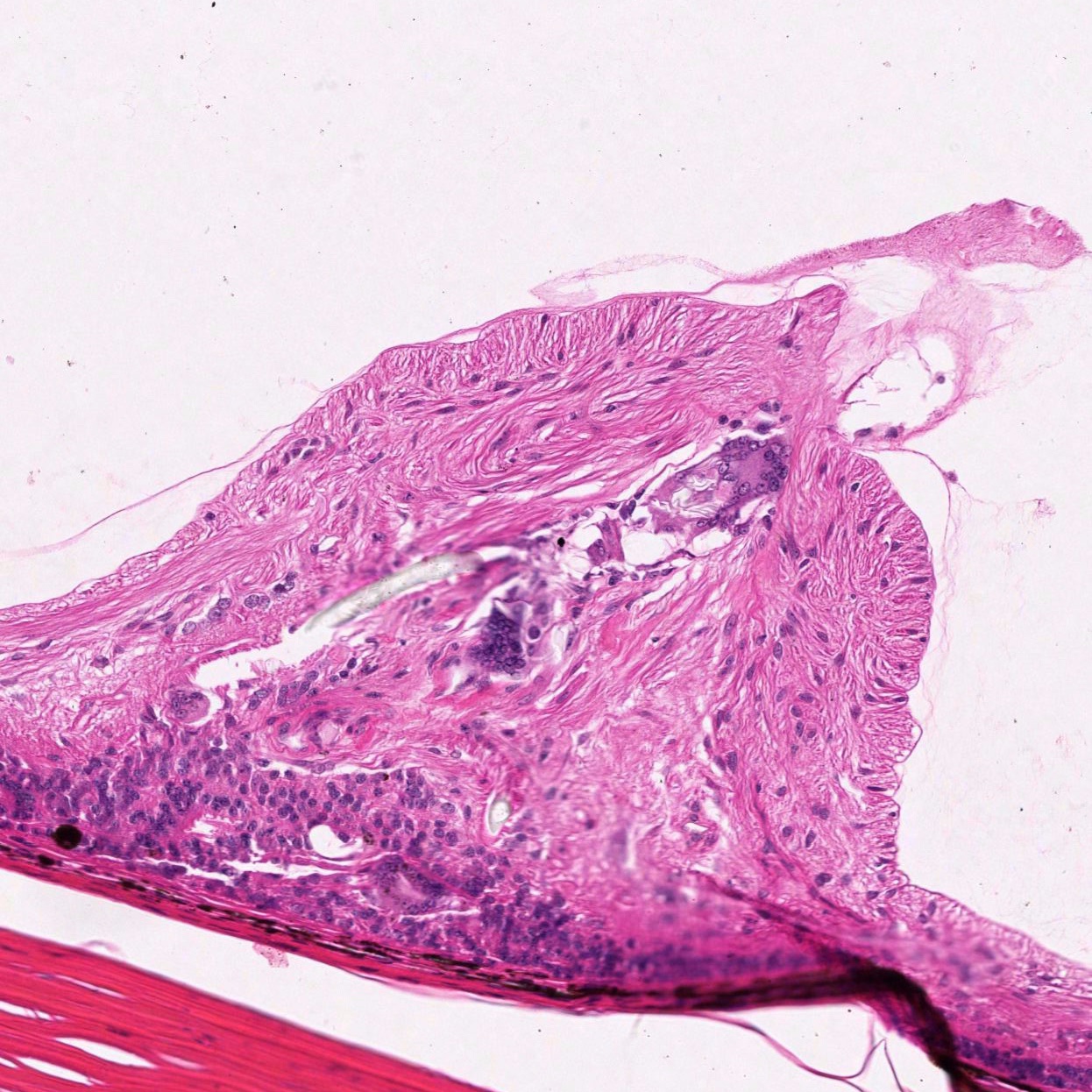 What’s Your Diagnosis ?