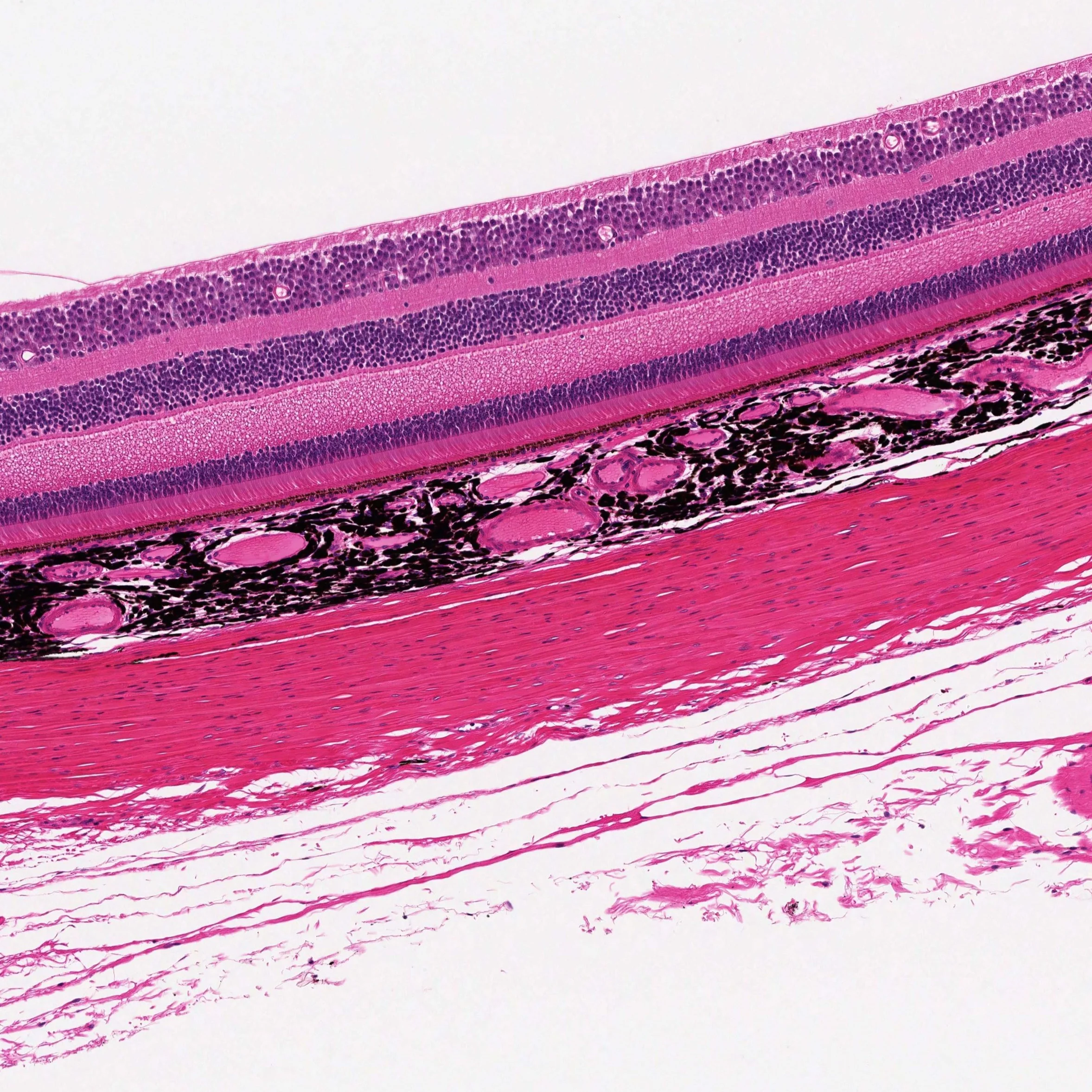 Normal Non Human Primate retina