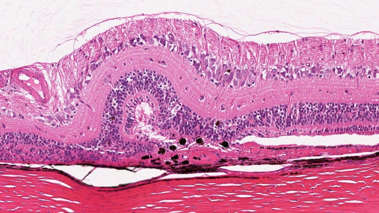Animal+452-OD-Slide5E-fold.jpg