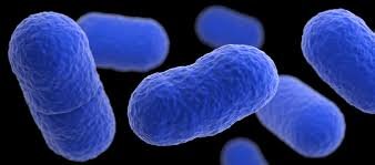 bacterie.jpg