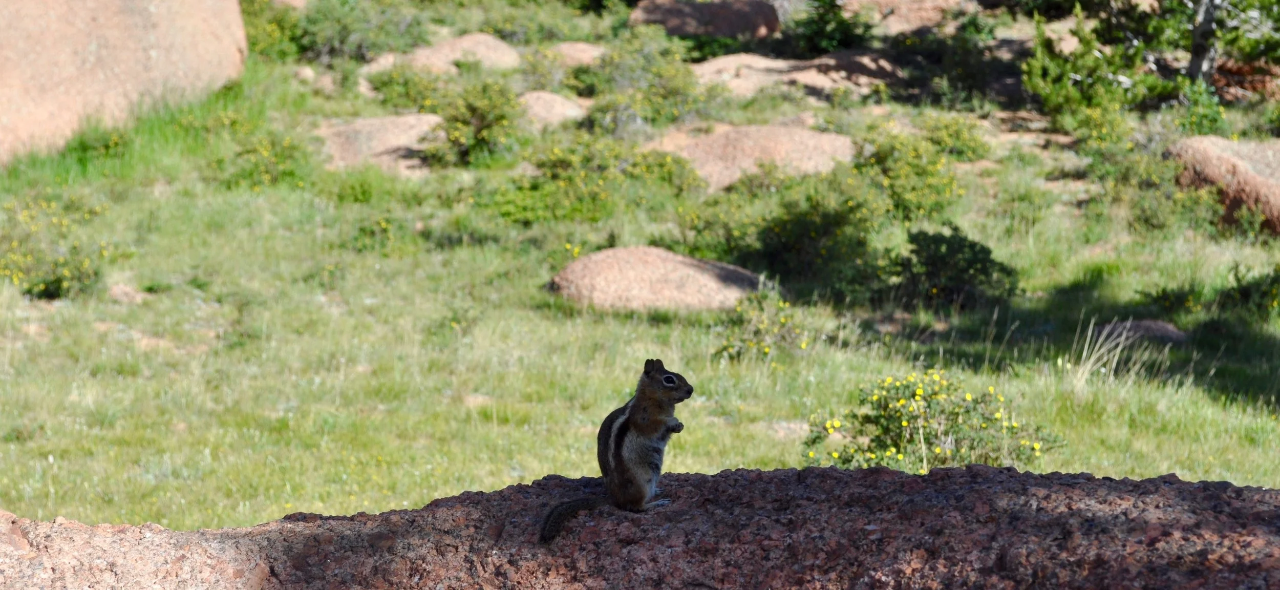 Properly stowing your food will also protect your campsite from rodent invaders who can be just as loud and destructive as bears.