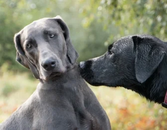Grey Dog getting sniffed-2.jpg