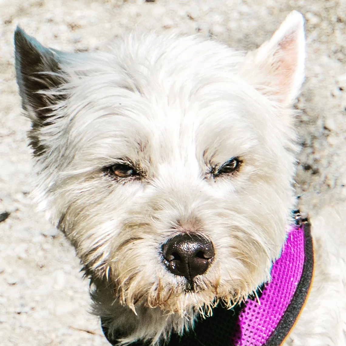 And Toto Too