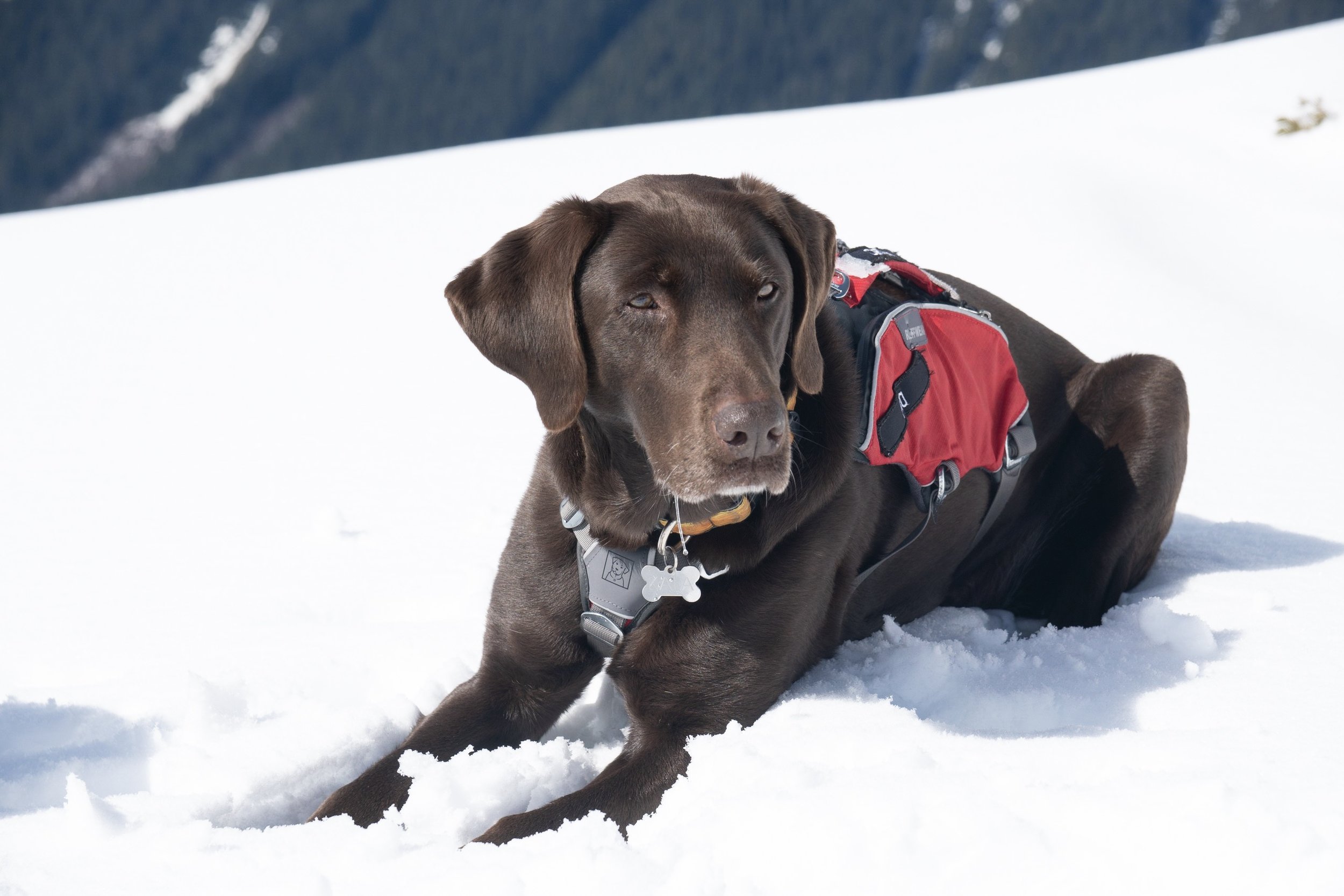 Kala chilling in the snow at the top of Crystal Mountain.