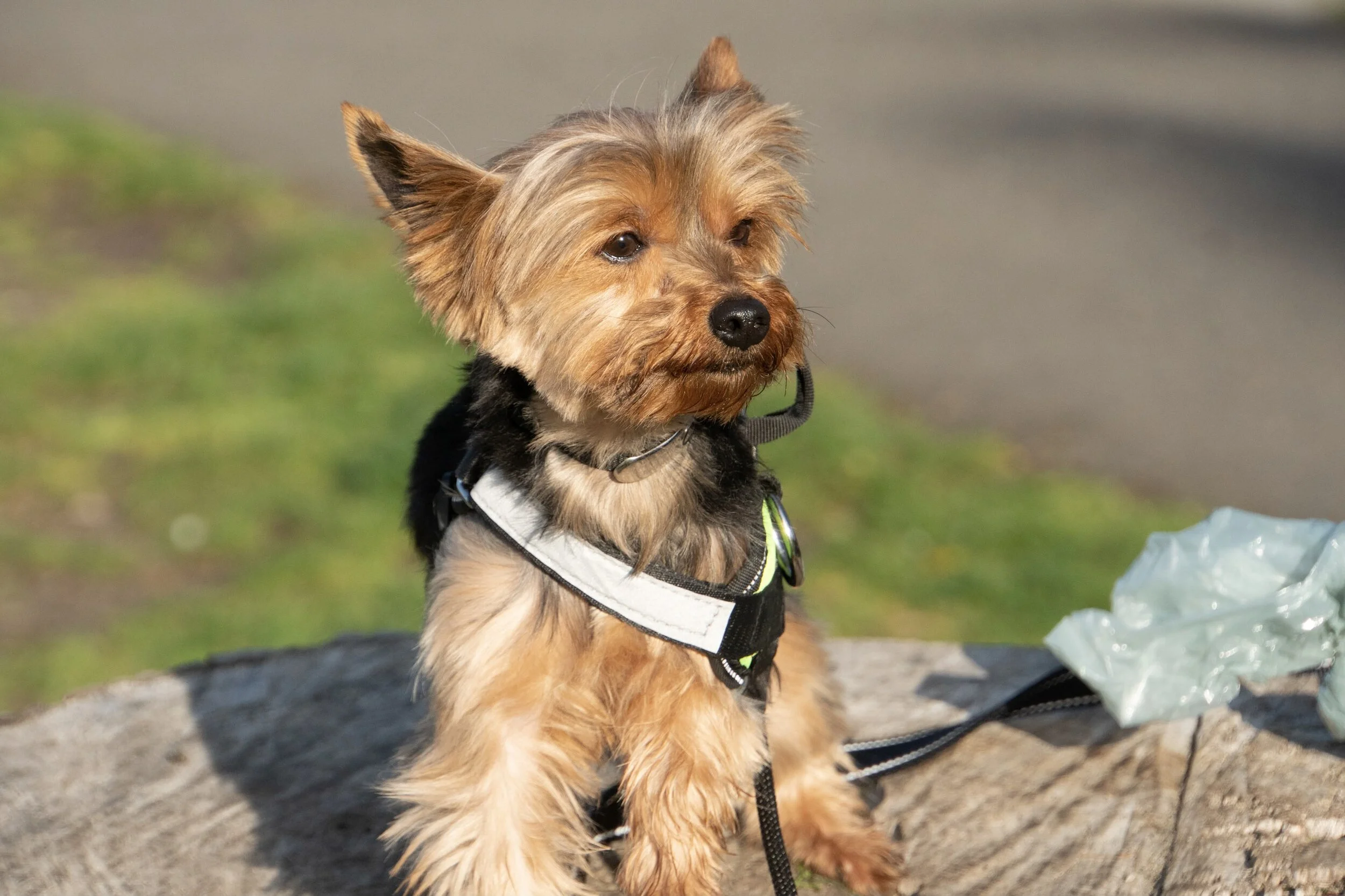  “This park is a disgusting sh% show. I can’t even enjoy a walk in this minefield. Pick up the poop people! Unscooped dog sh% is an environmental hazard. The bacteria spreads to our rivers and streams. The threat of losing our privileges is real! We 