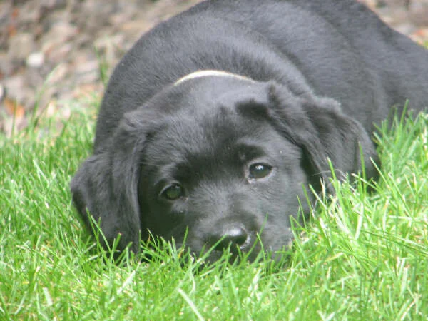  She was a happy and very easy pup. Her first night home, our humans thought she was dead because she slept quietly through the night. You can see she was serious even back then. She wasn’t sad, just very introspective.  By the way, don’t ever ask a 